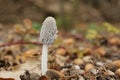 Closeup on a single emerging Saprobic mushroom, Coprinus lagopus Royalty Free Stock Photo