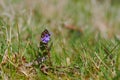 Closeup on a single isolated purple Glechoma hederacea flower in a grassland Royalty Free Stock Photo