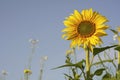 Closeup on a single yellow sunflower , Helianthus annuus Against a blue sky Royalty Free Stock Photo