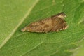Closeup on a small brown micro moth, Dichrorampha simpliciana