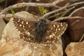 Closeup on a small brown Southern Grizzled skipper butterfly, Pyrgus malvoides, with spread wings Royalty Free Stock Photo