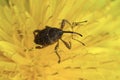 Closeup on a small European nut weevil, Curculio nucum on a yellow dandelion flower Royalty Free Stock Photo