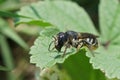 Closeup on a small female Jersey Mason Bee, Osmia niveata sitting on a green leaf