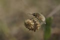 Closeup on a small fluffy Bombylius venosus gray hairy bee fly on a dried flower Royalty Free Stock Photo