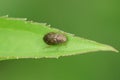 Closeup on a small Helophorus beetle on a green leaf