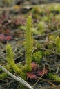 Closeup on the small and rare inundated, northern bog or marsh clubmoss, Lycopodiella inundata