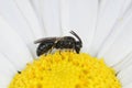 Closeup on a small White-jawed Yellow-face Bee, Hylaeus confusus sitting on a common daisy, Bellis perennis Royalty Free Stock Photo