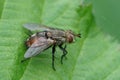 Closeup on a spiky tachinid fly, Tachina fera, sitting on a green leaf in the garden