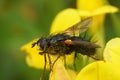 Natural closeup on a spiky Tachnid fly, Zophomyia temula on a yellow flower