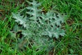 Closeup on a spring emerging spiky common spear thistle, Cirsium vulgare