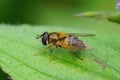 Closeup of the Spring hoverfly , Epistrophe eligans on a green leaf