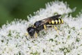 Closeup on a square headed wasp Ectemnius fossorius on a white flower Royalty Free Stock Photo