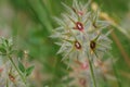 Closeup on a Star clover , Trifolium stellatum against a green background Royalty Free Stock Photo