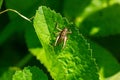 Natural closeup on a sub-adult dark bush-cricket, Pholidoptera griseoaptera sitting on a green leaf