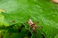 Natural closeup on a sub-adult dark bush-cricket, Pholidoptera griseoaptera sitting on a green leaf
