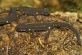 Closeup on a terrestrial juvenile of the endangered Chinese warty newt, Paramesotriton chinensis