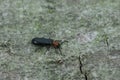 Closeup on a Tillus elongatus beetle sitting on a piece of wood Royalty Free Stock Photo