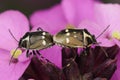 Closeup on two Rape shieldbug , Eurydema oleracea , mating on a purple flower Royalty Free Stock Photo
