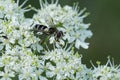 Closeup on an uncommon Dark-saddled Leucozona laternaria hoverfly on a white flower in the Austrian alps Royalty Free Stock Photo