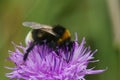 Closeup on a Vestal cuckoo bumblebee, Bombus vestalis sitting on a purple knapweed flower