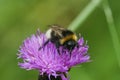 Closeup on a Vestal cuckoo bumblebee, Bombus vestalis sitting on a purple knapweed flower