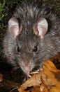 Closeup on a wed black rat, Rattus rattus, sitting amongst leaves