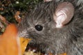 Closeup on a wed black rat, Rattus rattus, sitting amongst leaves