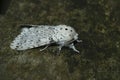 Closeup on the white colored Lesser Puss Moth, Cerura erminea, sitting on wood