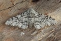 Closeup of the white speckled form of the peppered moth ,Biston betularia, with open wings on a piece of bark