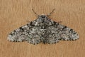 Closeup of the white speckled form of the peppered moth ,Biston betularia, with open wings on a piece of bark