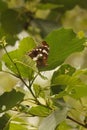 Natural closeup on the wood land white admiral butterfly, Limenitis camilla, sitting high in the shrubs