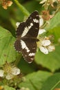 Natural closeup on the wood land white admiral butterfly, Limenitis camilla, sitting in white flowers