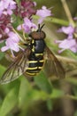 Closeup on a Yellow barred Peat hoverfly, Sericomyia silentis on a purple Common thyme flower Royalty Free Stock Photo