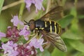 Closeup on a Yellow barred Peat hoverfly, Sericomyia silentis on a purple Common thyme flower Royalty Free Stock Photo