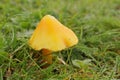 Closeup on a yellow, conical waxy cap mushroom, Hygrocybe acutoconica