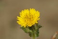 Closeup on the yellow flower of a bristly or prickly oxtongue, Helminthotheca echioides