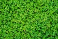 Natural clover background Royalty Free Stock Photo