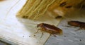 Natural cockroaches in a home environment.