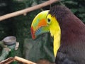 Natural colombian bird