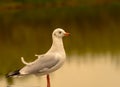 Bird portrait of a single isolated sea gull in front of a golden green shimmering lake pond Royalty Free Stock Photo