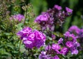 Natural outdoor image of violet phlox blossoms in a field of plants on a sunny summer day with natural blurred background