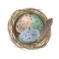 Natural colored Easter eggs, feather in the quail nest in realistic style. Top wiew