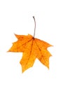 natural colored maple leaf isolated on white background Royalty Free Stock Photo