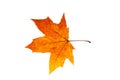 natural colored maple leaf isolated on white background Royalty Free Stock Photo