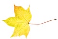 natural colored maple leaf isolated on white background Royalty Free Stock Photo