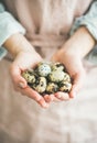 Natural colored quail eggs and feather in woman`s hands, close-up