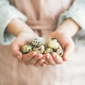 Natural colored quail eggs and feather in woman`s hands