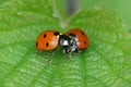 Colorful closeup on 2 brilliant red seven-spotted ladybirds, Coccinella septempunctata, sitting on a green leaf Royalty Free Stock Photo