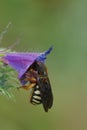 Colorful closeup on female Seven-toothed Red-Resin Bee, Rhodanthidium septemdentatum sleeping in a Viper bugloss flower