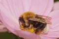 Colorful closeup on a tree bumblebee, Bombus hypnorum , sitting on a pink flower Royalty Free Stock Photo